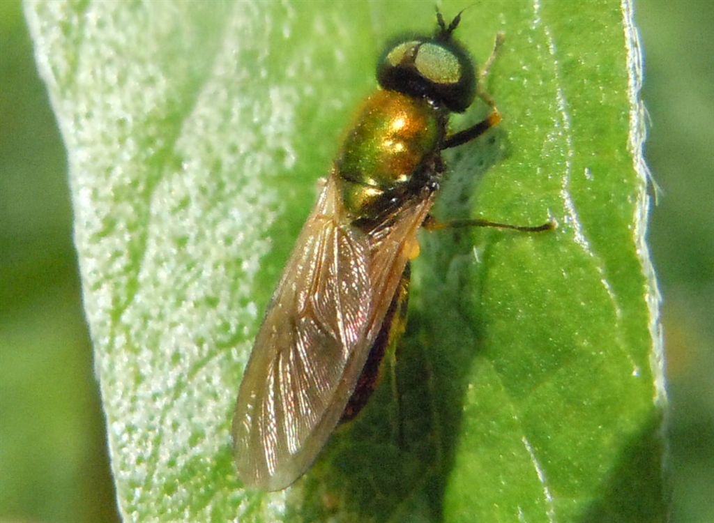 Chloromyia formosa?